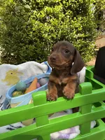 Bosco , a male Miniature Dachshund for sale in Floral City, FL – Photo 4 of 7