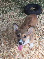 Calvin, a male Pembroke Welsh Corgi for sale in Floral City, FL – 2 of 3