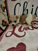 Scout , a male Rat Terrier for sale in Floral City, FL – Photo 3 of 3