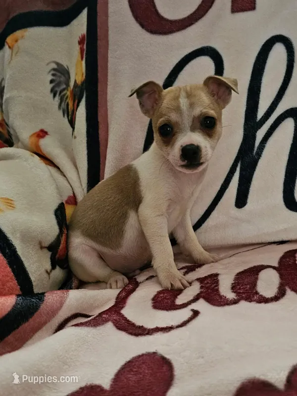 Scout , a male Rat Terrier for sale in Floral City, FL – Photo 1 of 3