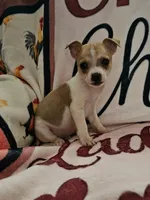 Scout , a male Rat Terrier for sale in Floral City, FL – Photo 1 of 3