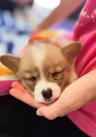 Juliet, a female Pembroke Welsh Corgi for sale in Floral City, FL – 2 of 2