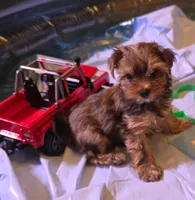 Princess , a female Yorkshire Terrier for sale in Floral City, FL – 2 of 4