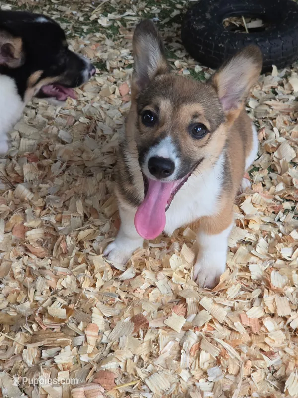 Calvin – Pembroke Welsh Corgi puppy for sale in Floral City, FL