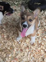 Calvin, a male Pembroke Welsh Corgi for sale in Floral City, FL – 1 of 3