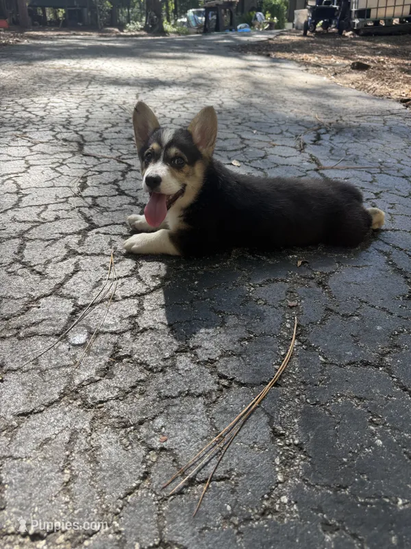 Nola , a female Pembroke Welsh Corgi for sale in Floral City, FL – 1 of 5