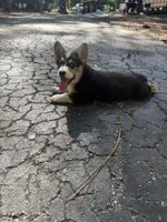 Nola , a female Pembroke Welsh Corgi for sale in Floral City, FL – 1 of 5