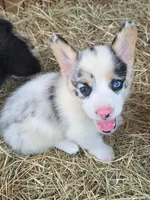 Bongo, a male Pembroke Welsh Corgi for sale in Floral City, FL – 2 of 4
