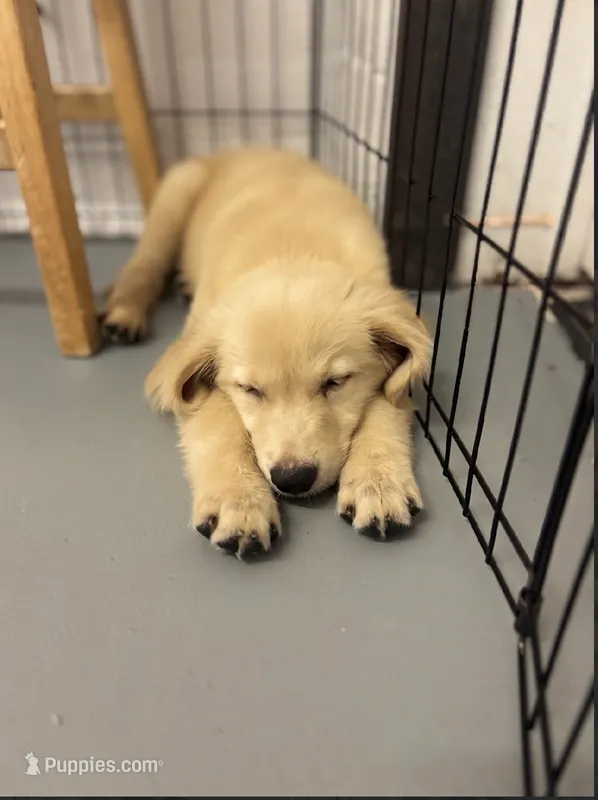 Brooks – Golden Retriever puppy for sale in Floral City, FL