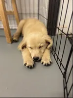 Brooks, a male Golden Retriever for sale in Floral City, FL – 1 of 3