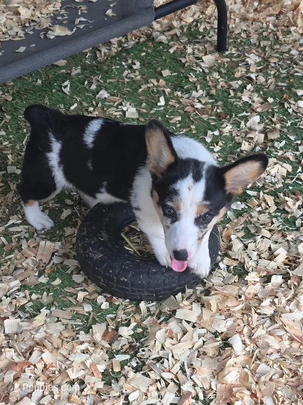 Sadie  – Pembroke Welsh Corgi puppy for sale in Floral City, FL