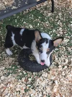Sadie , a female Pembroke Welsh Corgi for sale in Floral City, FL – 1 of 1