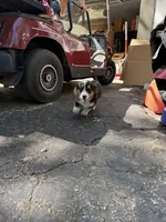 Bondi, a male Pembroke Welsh Corgi and Beagle for sale in Floral City, FL – 3 of 5