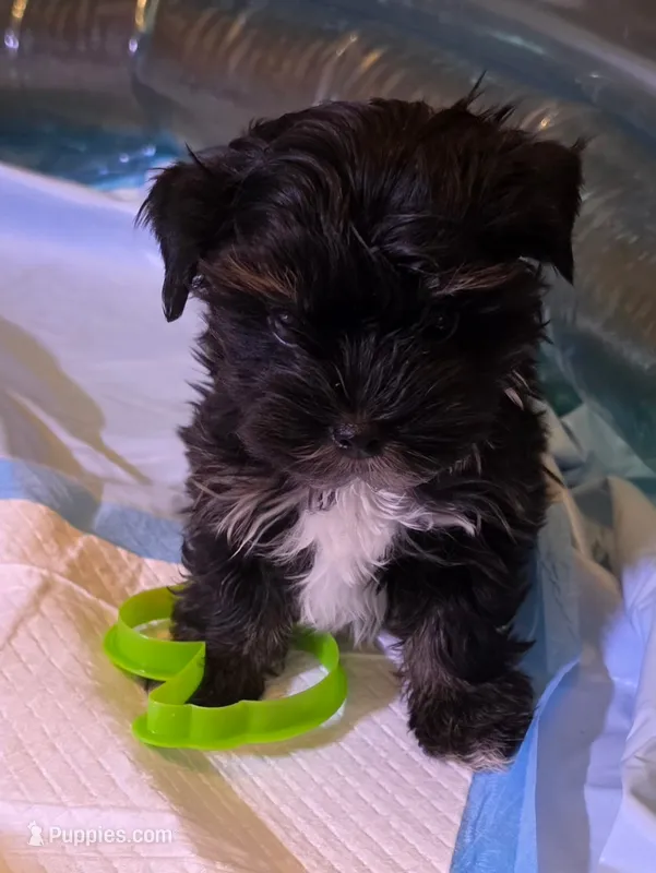 Lottie  – Yorkshire Terrier puppy for sale in Floral City, FL