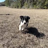 Lennox , a male Border Collie for sale in Floral City, FL – Photo 2 of 8