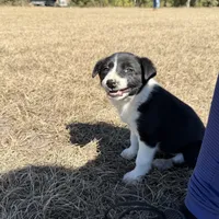 Lennox , a male Border Collie for sale in Floral City, FL – Photo 4 of 8