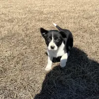 Lennox , a male Border Collie for sale in Floral City, FL – Photo 5 of 8