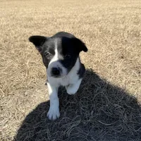 Lennox , a male Border Collie for sale in Floral City, FL – Photo 3 of 8