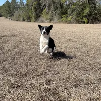 Lennox , a male Border Collie for sale in Floral City, FL – Photo 6 of 8