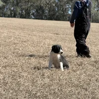 Lennox , a male Border Collie for sale in Floral City, FL – Photo 1 of 8