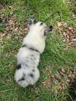 Bongo, a male Pembroke Welsh Corgi for sale in Floral City, FL – 4 of 4