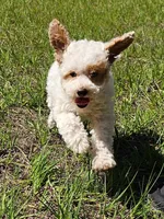 Stella, a female Aussiedoodle for sale in Floral City, FL – 3 of 6