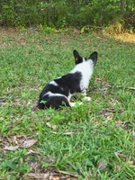 Dolly , a female Pembroke Welsh Corgi for sale in Floral City, FL – 2 of 3