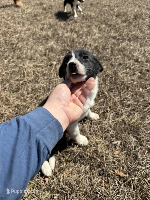 Loki, a female Border Collie for sale in Floral City, FL – Photo 1 of 1