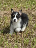 Minnie, a female Pembroke Welsh Corgi for sale in Floral City, FL – 4 of 5