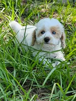 Stella, a female Aussiedoodle for sale in Floral City, FL – 5 of 6