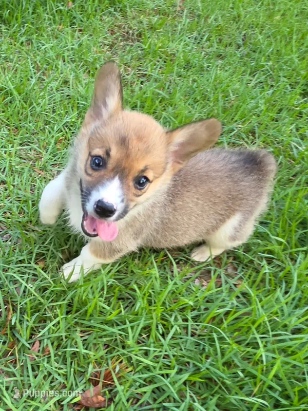 Honey – Pembroke Welsh Corgi puppy for sale in Floral City, FL