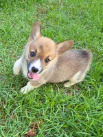 Honey, a female Pembroke Welsh Corgi for sale in Floral City, FL – 1 of 4