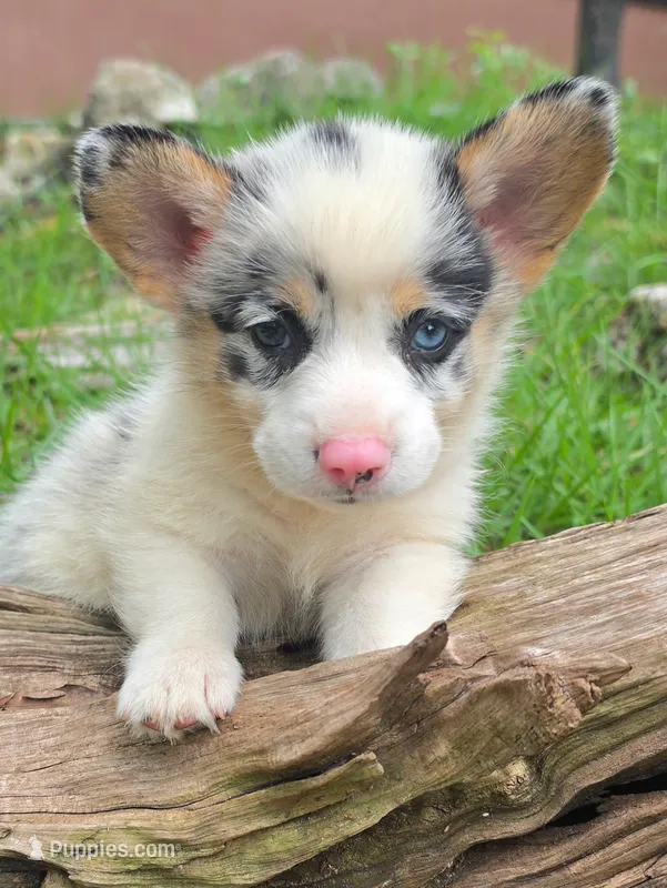 Bongo – Pembroke Welsh Corgi puppy for sale in Floral City, FL