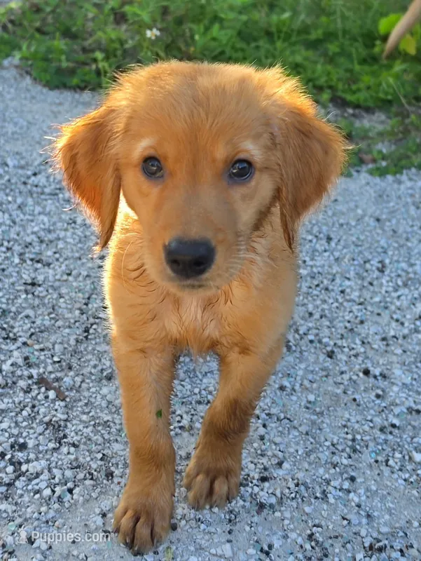 Cece – Golden Retriever puppy for sale in Floral City, FL