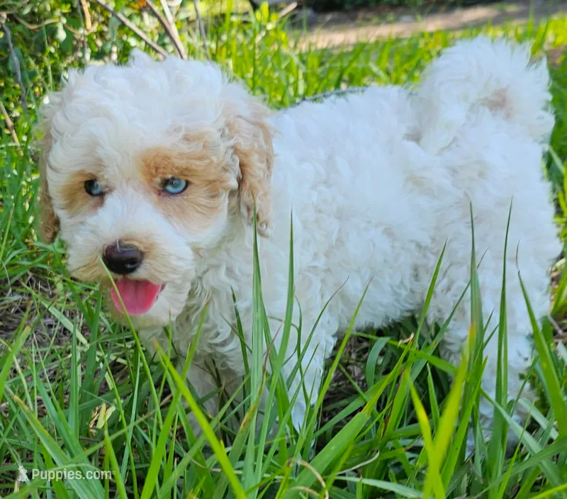 Stella – Aussiedoodle puppy for sale in Floral City, FL