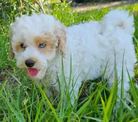 Stella, a female Aussiedoodle for sale in Floral City, FL – 1 of 6