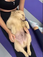 Brooks, a male Golden Retriever for sale in Floral City, FL – 2 of 3