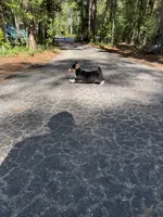 Bondi, a male Pembroke Welsh Corgi and Beagle for sale in Floral City, FL – 4 of 5
