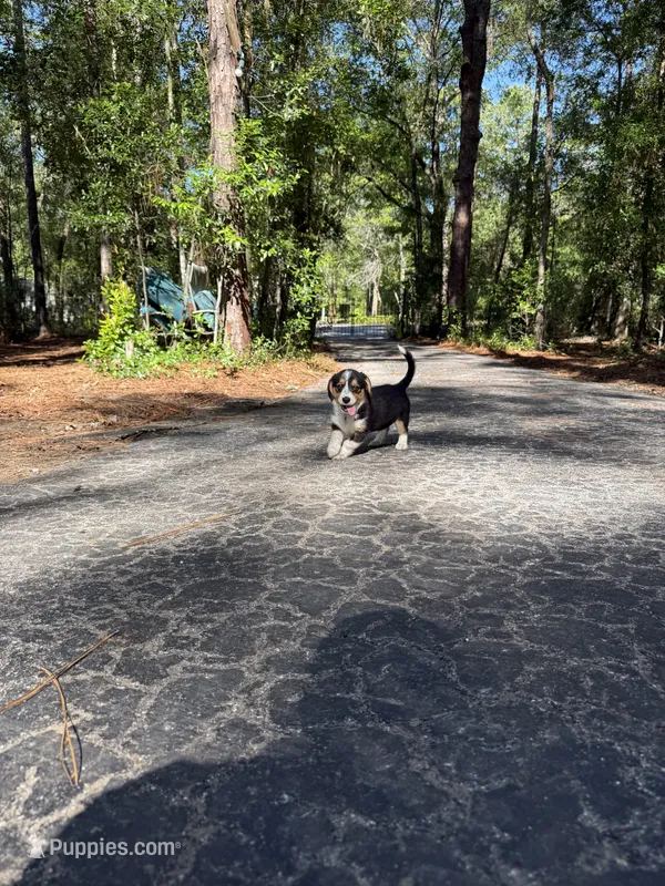 Bondi – Pembroke Welsh Corgi, Beagle puppy for sale in Floral City, FL