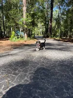 Bondi, a male Pembroke Welsh Corgi and Beagle for sale in Floral City, FL – 1 of 5