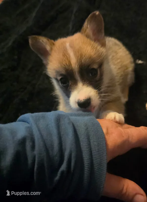Mabel  – Pembroke Welsh Corgi puppy for sale in Floral City, FL