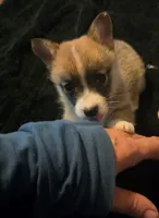Mabel , a female Pembroke Welsh Corgi for sale in Floral City, FL – 1 of 1