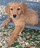 Cece, a female Golden Retriever for sale in Floral City, FL – 2 of 3