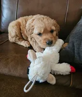Sandy , a female Golden Retriever for sale in Floral City, FL – 3 of 5