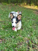 Dolly , a female Pembroke Welsh Corgi for sale in Floral City, FL – 3 of 3