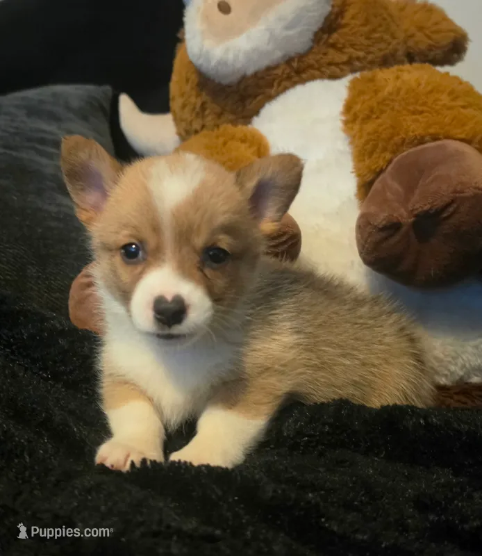 Juliet – Pembroke Welsh Corgi puppy for sale in Floral City, FL