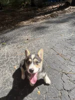 Nola , a female Pembroke Welsh Corgi for sale in Floral City, FL – 3 of 5