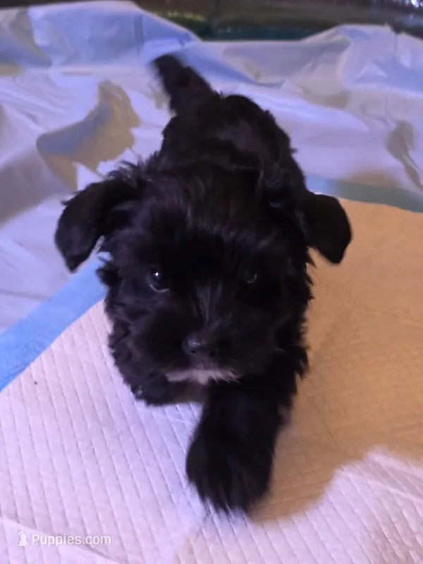 Toby – Yorkshire Terrier puppy for sale in Floral City, FL