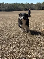 Cass, a female Border Collie for sale in Floral City, FL – Photo 2 of 8