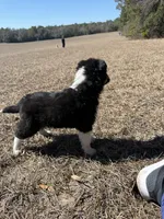 Cass, a female Border Collie for sale in Floral City, FL – Photo 7 of 8